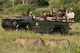 Londolozi Game Drive