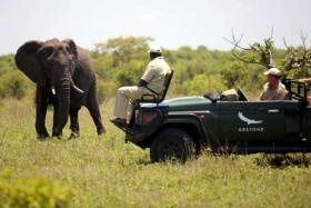 Ngala safari lodge elephant