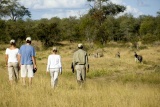 Guided Bush Walk, Ngala Tented Camp