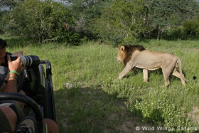 Lion on game drive