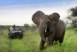 Elephant on game drive at Phinda Forest Lodge