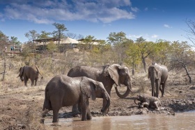 Elephants at Elephant Camp