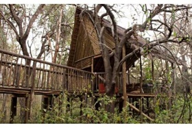 Exterior View of Tree House at Jaci's Tree Lodge