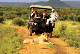 Lion on game drive, Madikwe Hills