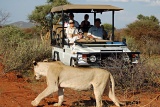 Lioness on safari, Madikwe River Lodge, Madikwe Game Reserve