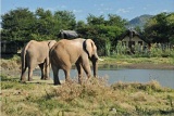 Elephants visit the waterhole, Tau Game Lodge, Madikwe Game Reserve