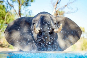 Mammoth Visitor at Kambaku River Sands
