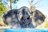 Giant Visitor at Poolside, Kambaku River Sands