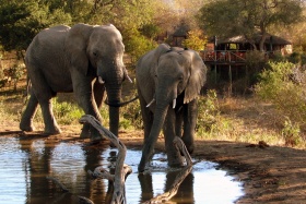 Elephant Guests Umlani Bushcamp