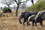 Bike safaris at Tafika Camp, Zambia