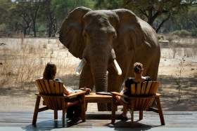 Old Mondoro elephant encounter