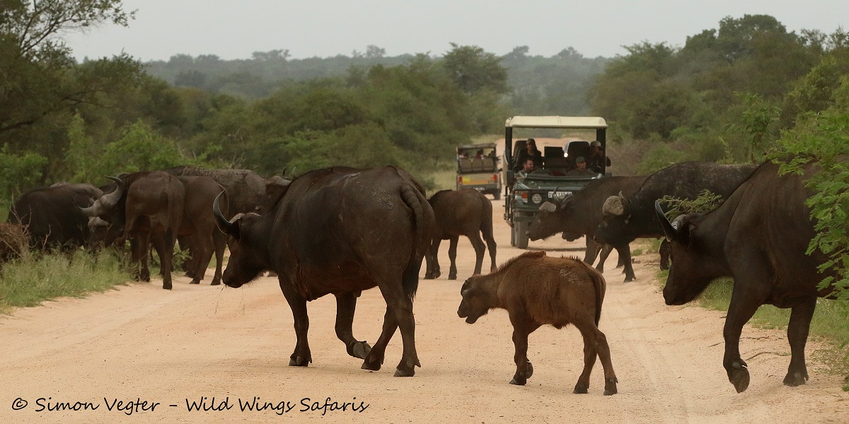Buffalo Crossing by Buffalo Crossing by