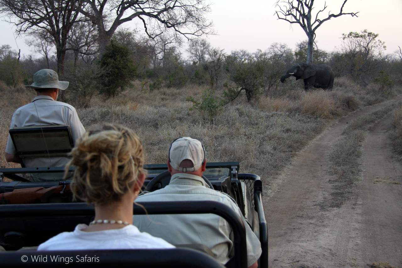Game viewing drive - elephant by Elephant seen on game drive Game viewing drive - elephant by Elephant seen on game drive