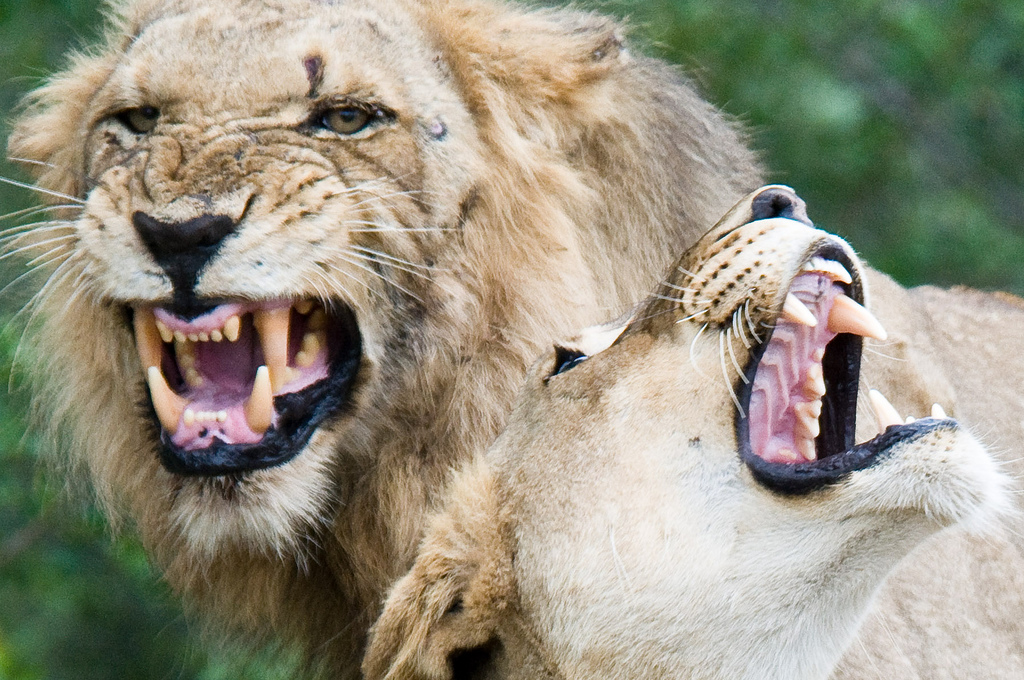 Lions in Kruger by Chris Eason Lions in Kruger by Chris Eason