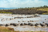 Wildebeest migration - largest of its kind in the world, Maasai Mara, Kenya