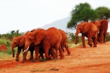Red elephants of Tsavo, Kenya