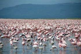 Flaming pink flamingos at Lake Nakuru