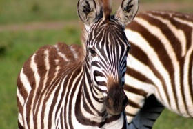 Young Grevy's zebra, Laikipia