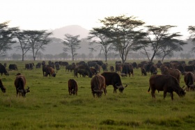 Game on plains of Maasai Mara