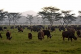 Game on plains of Maasai Mara