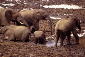Elephants enjoying a mudbath, Aberdare