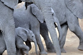 Elephants at Meru