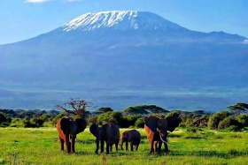 Elephants with Kili as backdrop