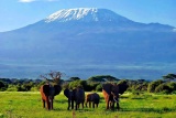 Elephants with Kili as backdrop