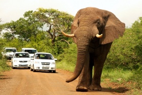 Car stopper, a big tusker at Hluhluwe-iMfolozi Park