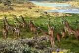 Giraffes at Arusha National Park