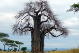 Baobabs of Tarangire