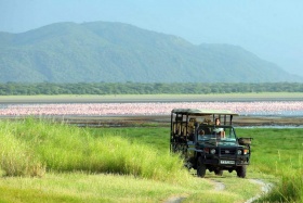 Lake Manyara flamingos on game drive