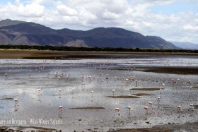 Flamingoes, Ngorongoro Crater floor