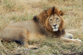 The King