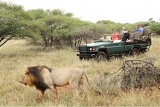 Black-maned lion seen on a game drive at malaria-free Madikwe Game Reserve
