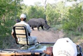 Open safari rhino viewing Greater Kruger Park