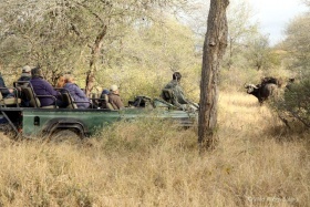 Open vehicle encounter with buffalo
