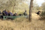 Open vehicle encounter with buffalo