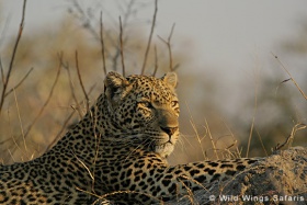 Sabi Sand Game Reserve, best leopard viewing in the world