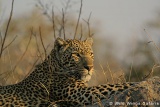 Sabi Sand Game Reserve, best leopard viewing in the world