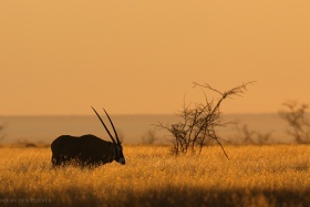 by Wim van den Heever
