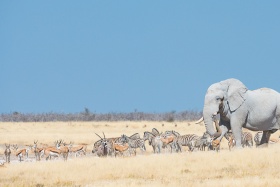 Distinctive 'white' elephant of Etosha by Wim van den Heever