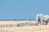 Distinctive 'white' elephant of Etosha by Wim van den Heever