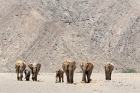 The desert elephants of Namibia, Skeleton Coast