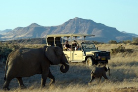 Desert-adapted elephants at Torra, Kunene, Namibia