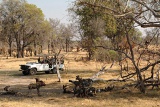 Moremi Game Reserve
