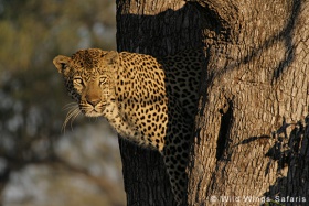 Leopard in tree
