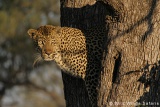 Leopard in tree
