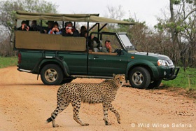 Open vehicle game drives, Kruger National Park