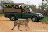 Open vehicle game drives, Kruger National Park